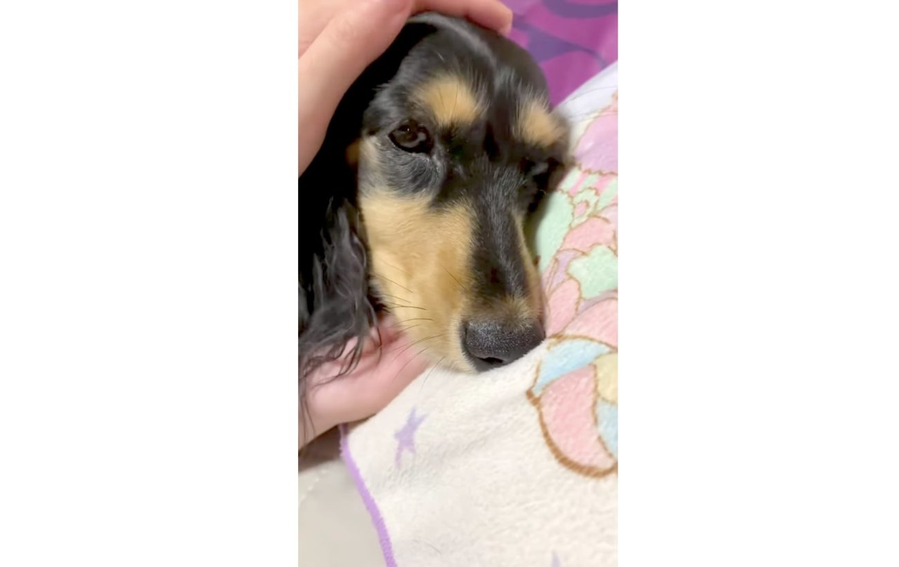 ダックスフンド,動画