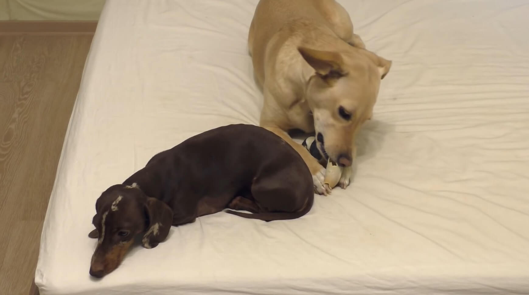 ダックスフンド,動画