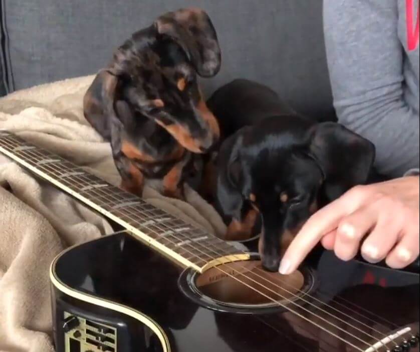 ダックスフンド,動画