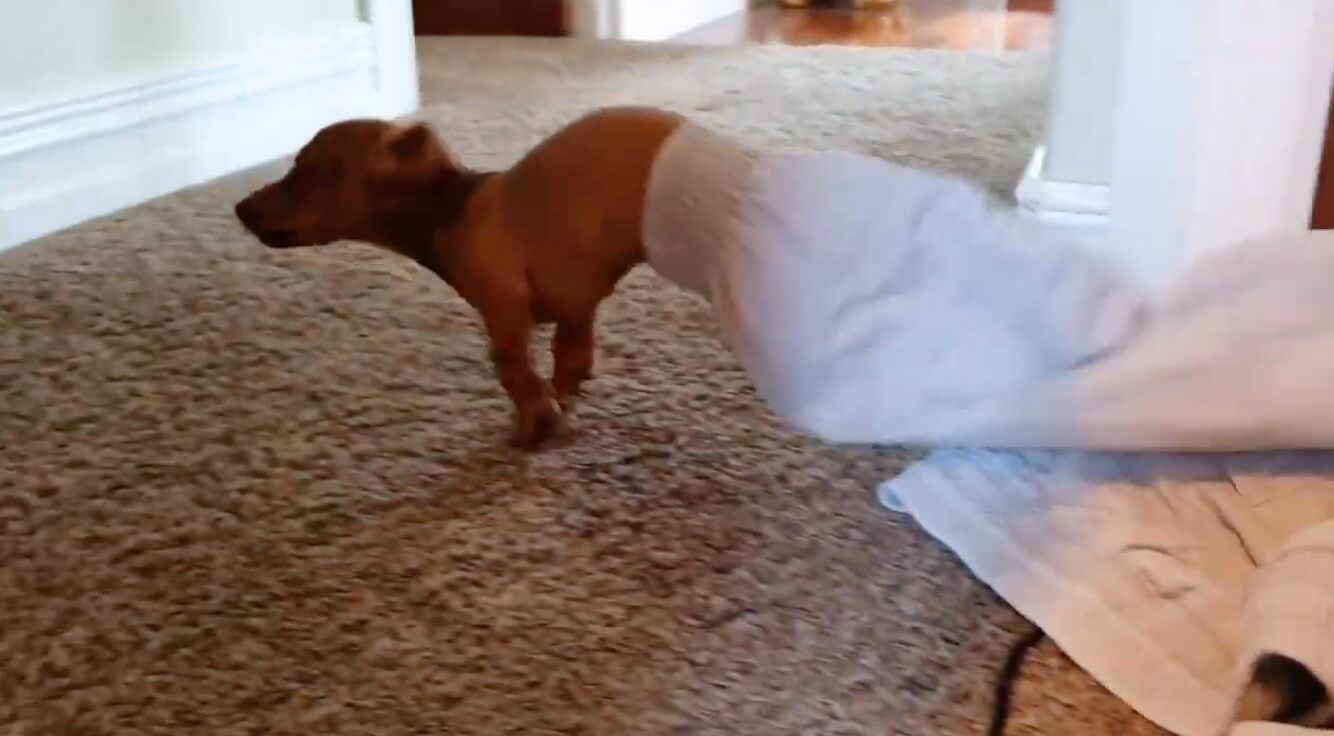 ダックスフンド,動画