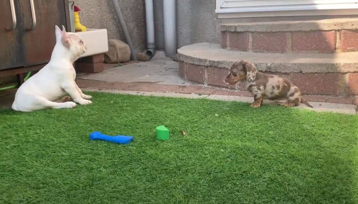 ダックスフンド,動画