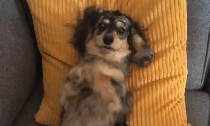 ダックスフンド,動画