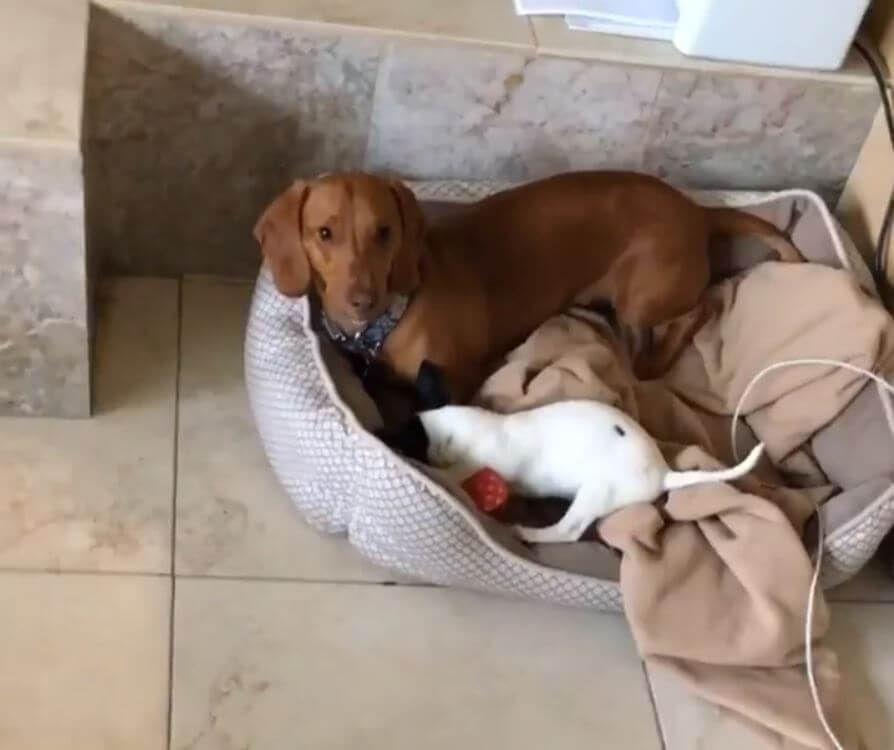 ダックスフンド,動画