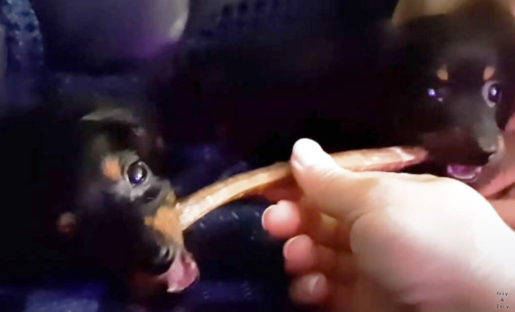 ダックスフンド,動画