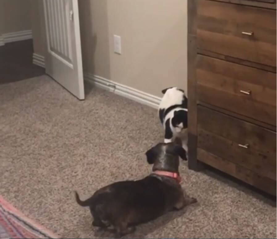 ダックスフンド,動画