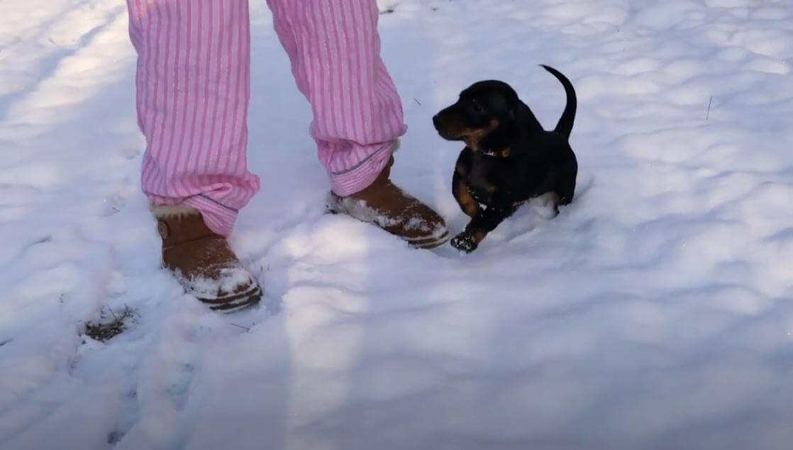 ダックスフンド,動画