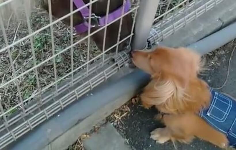 ダックスフンド,動画