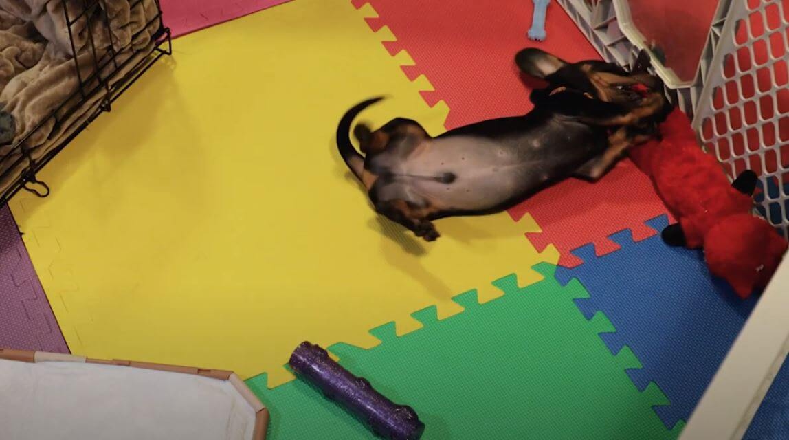 ダックスフンド,動画