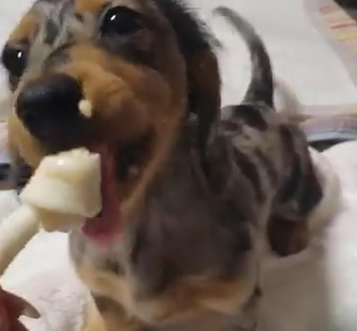 ダックスフンド,動画