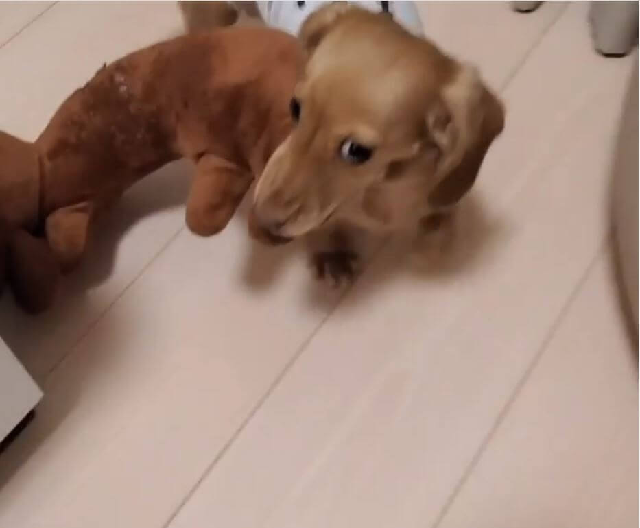 ダックスフンド,動画