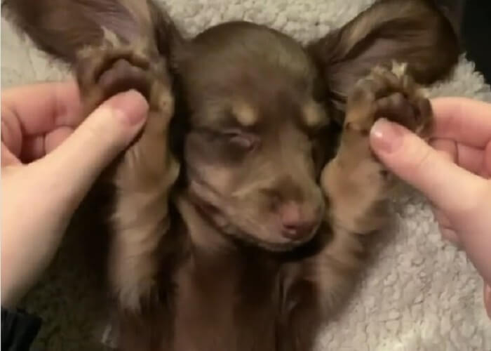 ダックスフンド,動画