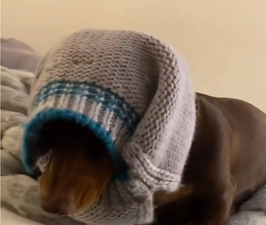 ダックスフンド,動画