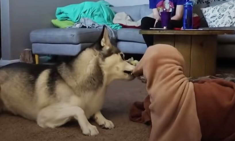 ダックスフンド,動画