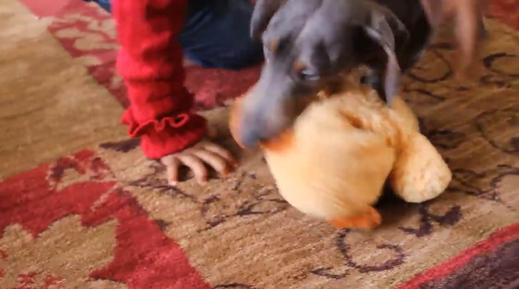 ダックスフンド,動画