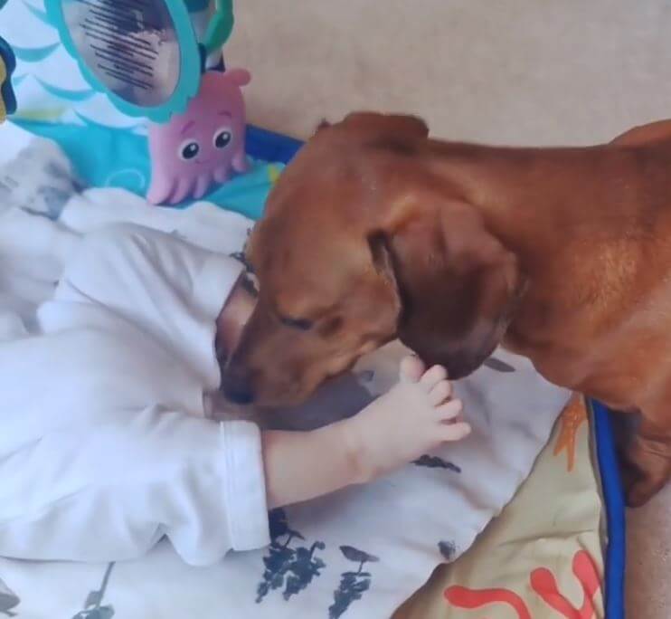 ダックスフンド,動画