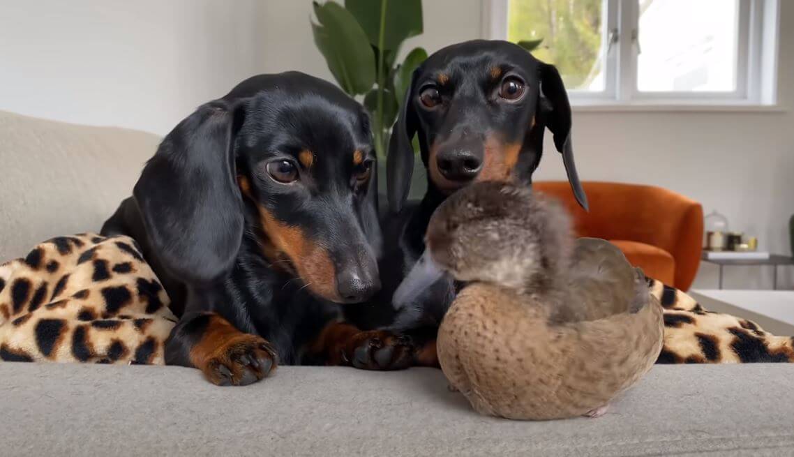 ダックスフンド,動画