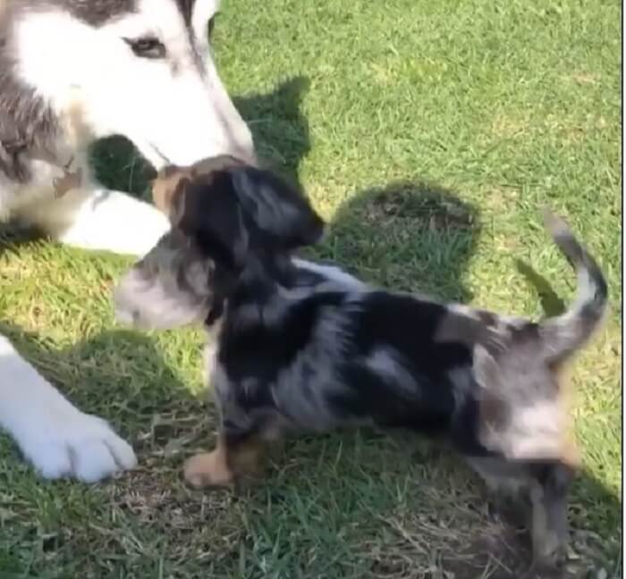 ダックスフンド,動画