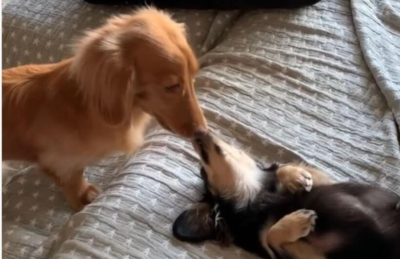 ダックスフンド,動画