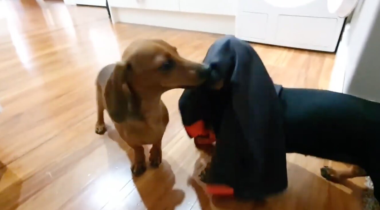 ダックスフンド,動画