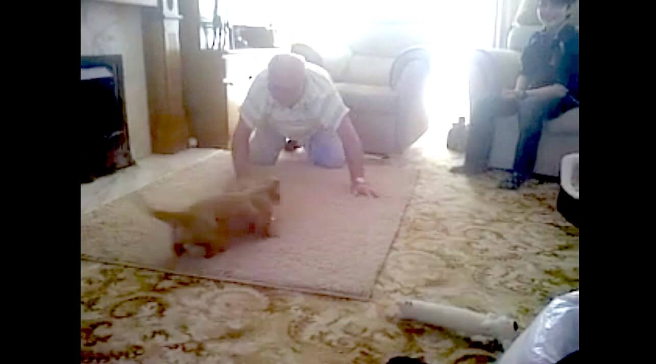 ダックスフンド,動画