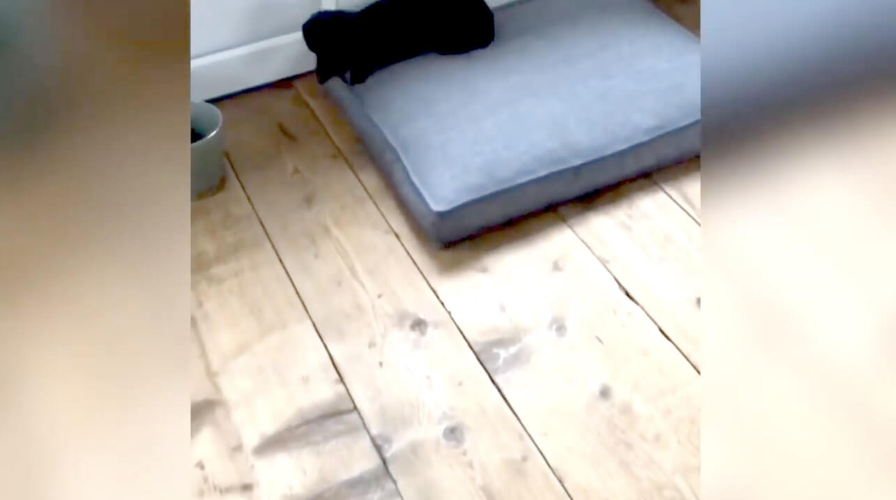 ダックスフンド,動画