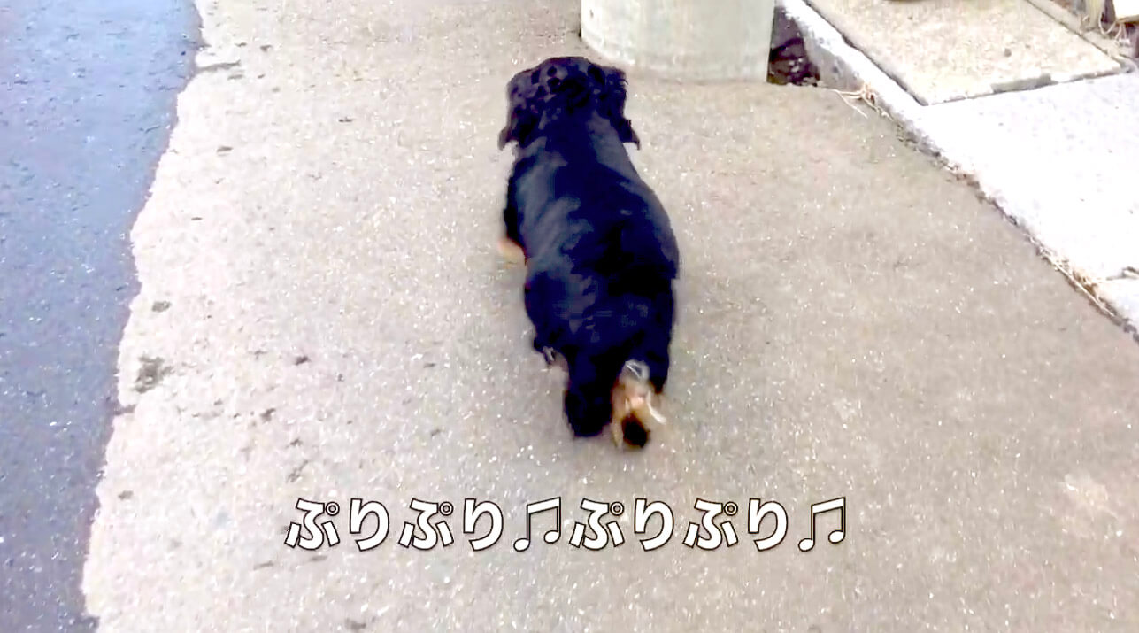 ダックスフンド,動画