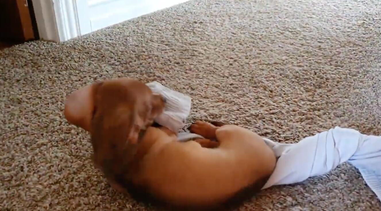 ダックスフンド,動画