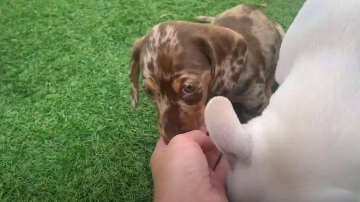 ダックスフンド,動画