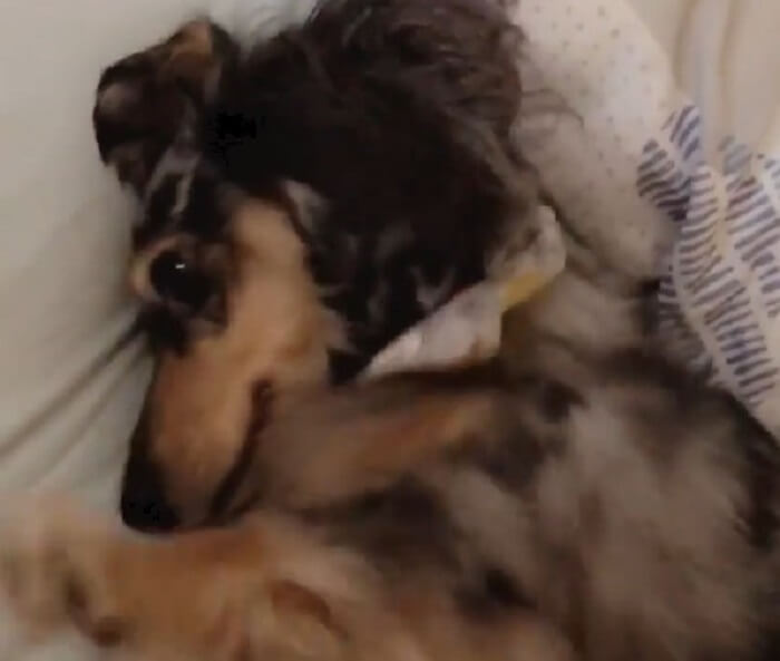 ダックスフンド,動画