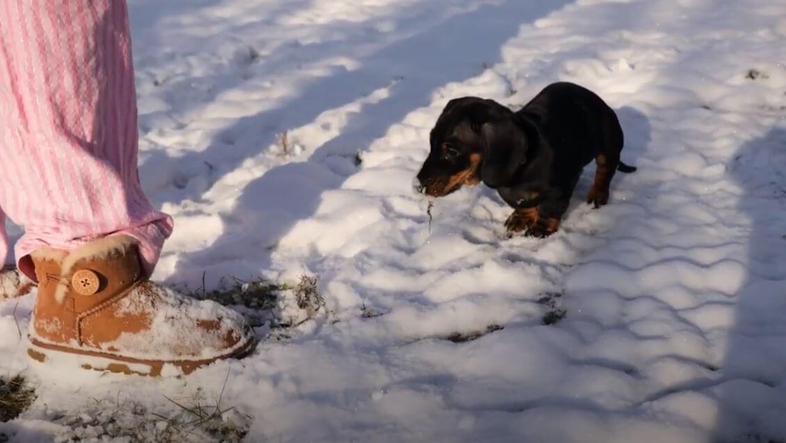 ダックスフンド,動画