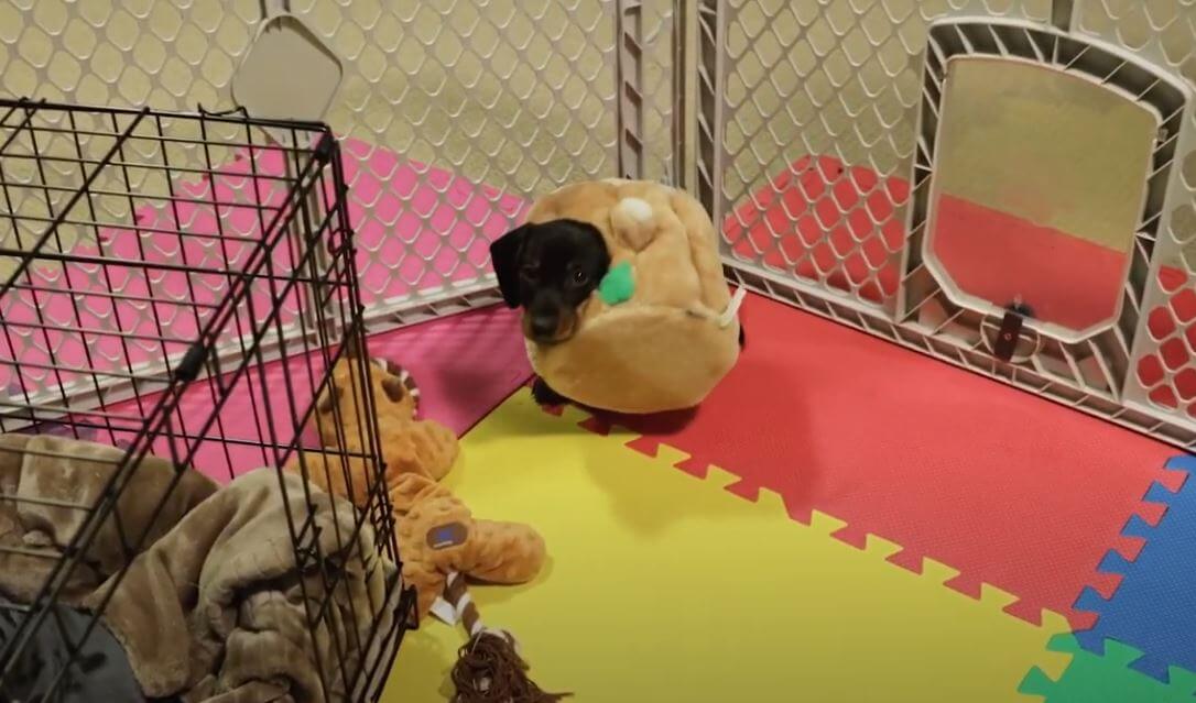 ダックスフンド,動画