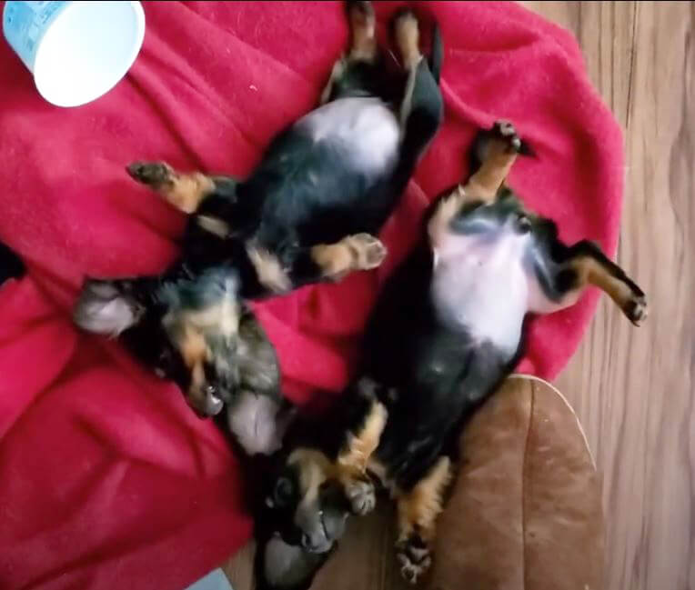 ダックスフンド,動画