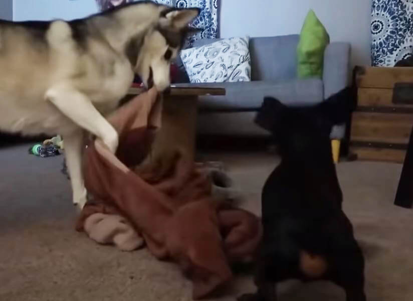 ダックスフンド,動画