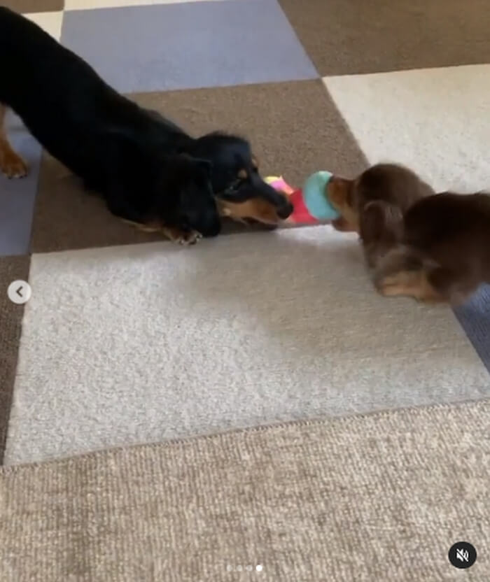 ダックスフンド,動画