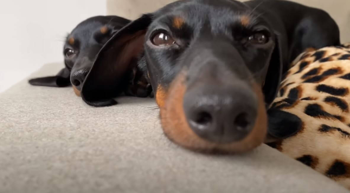 ダックスフンド,動画