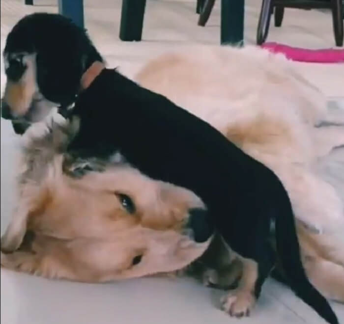 ダックスフンド,動画