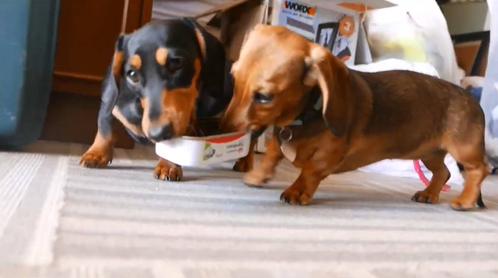 ダックスフンド,動画