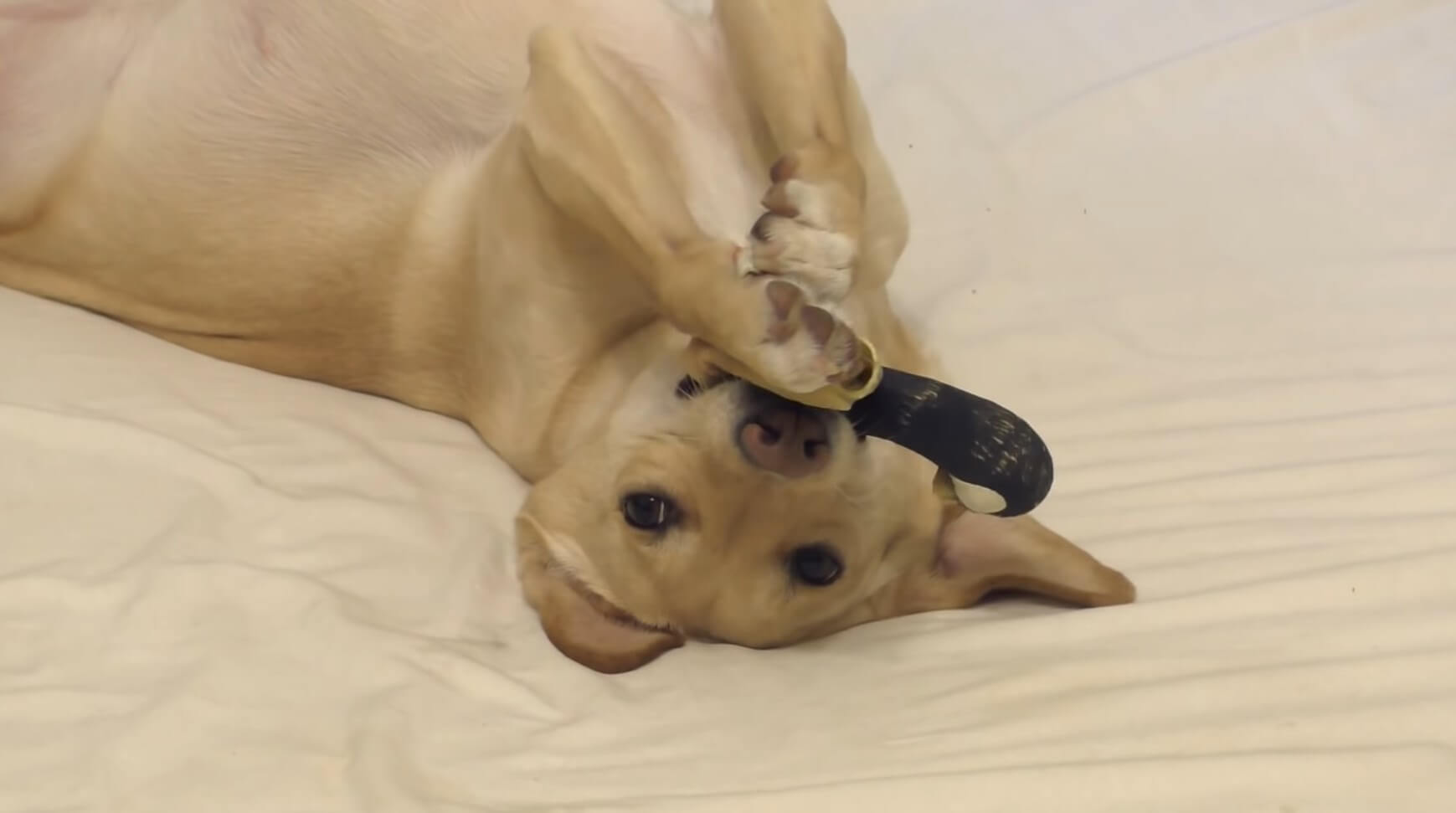 ダックスフンド,動画