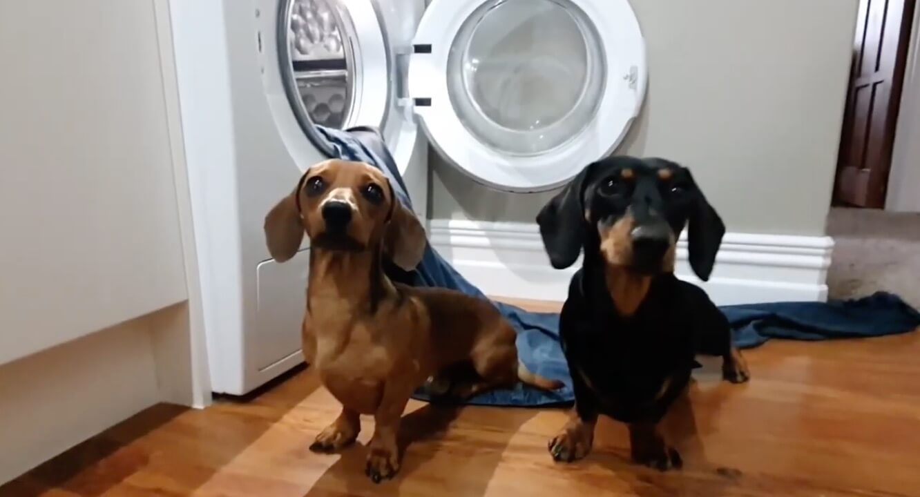 ダックスフンド,動画