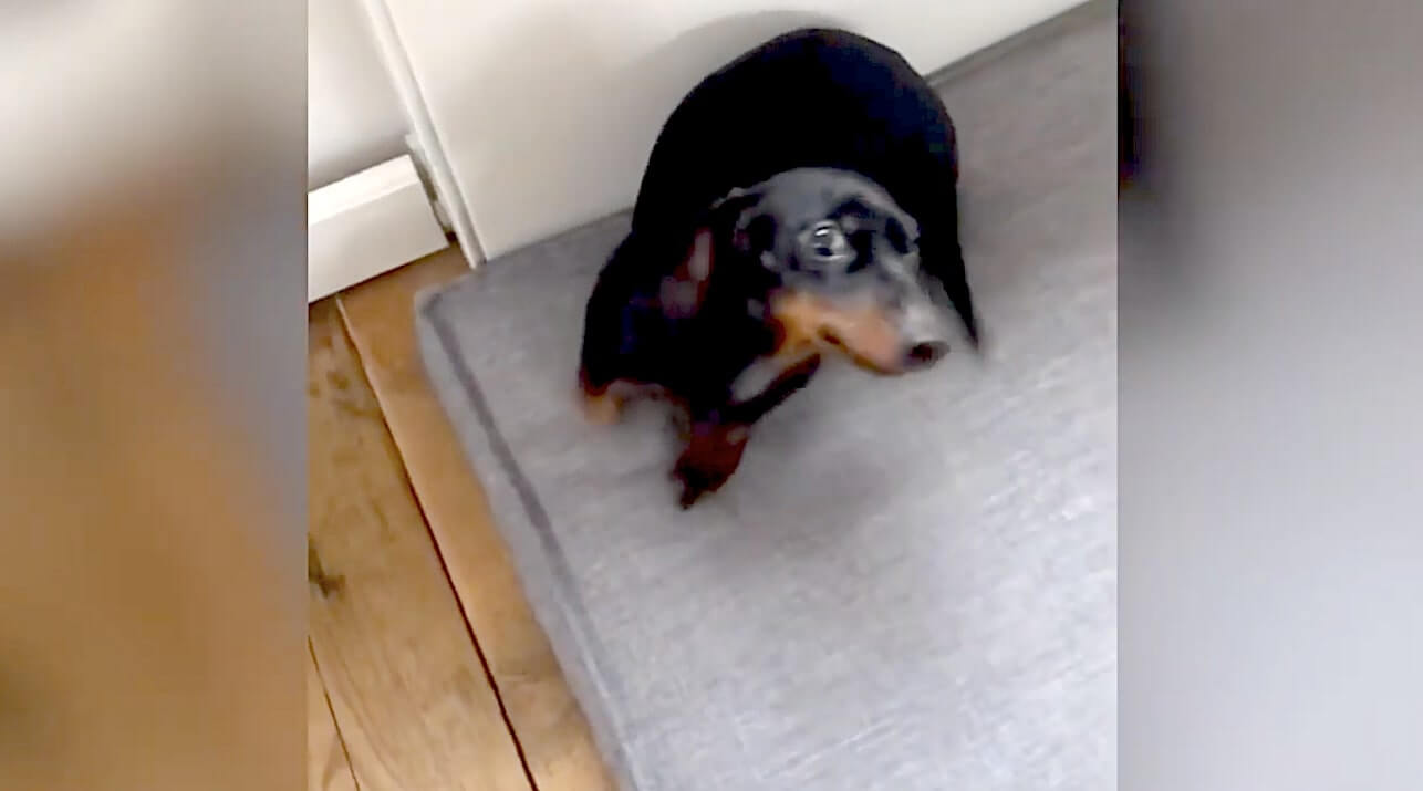 ダックスフンド,動画