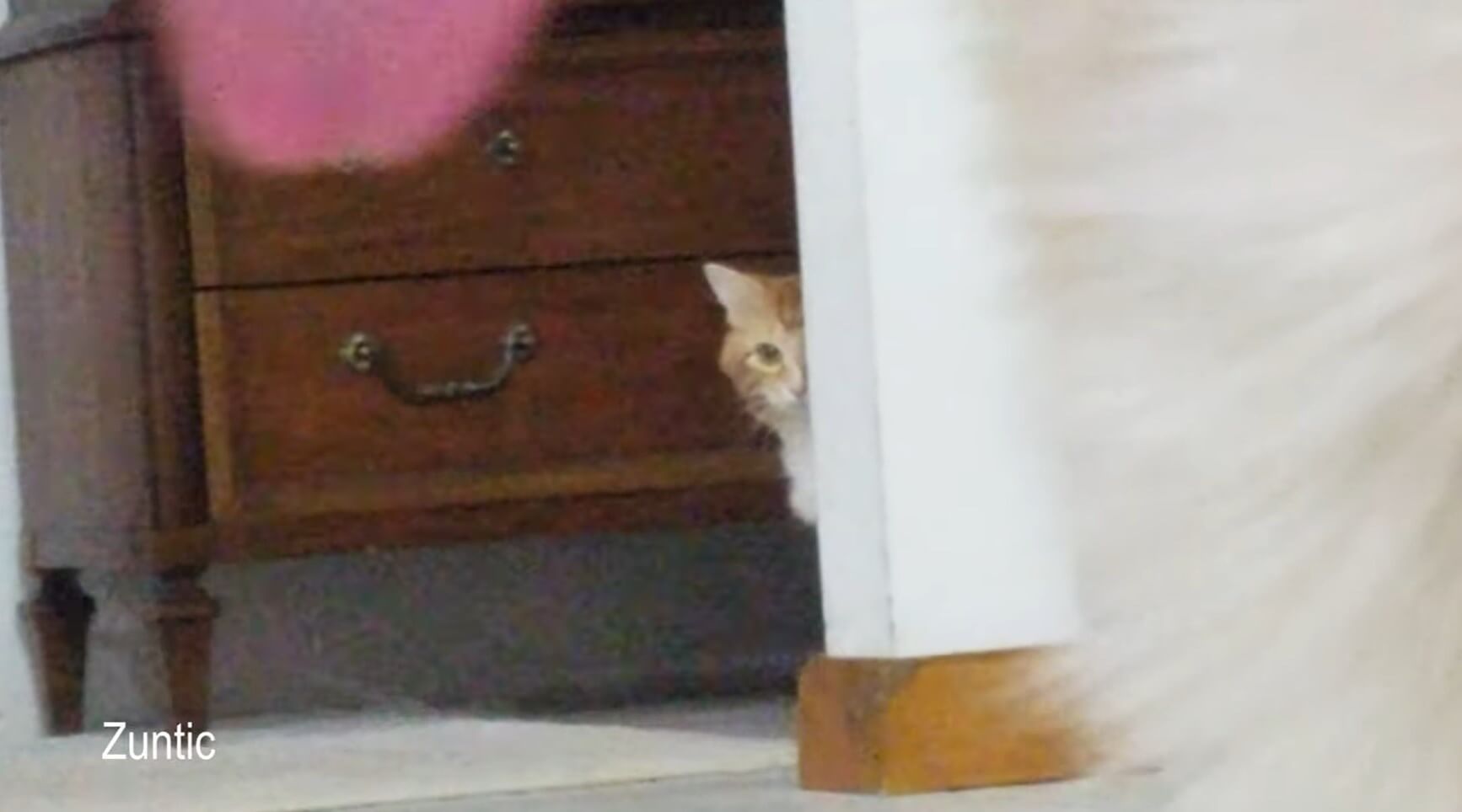 ダックスフンド,動画