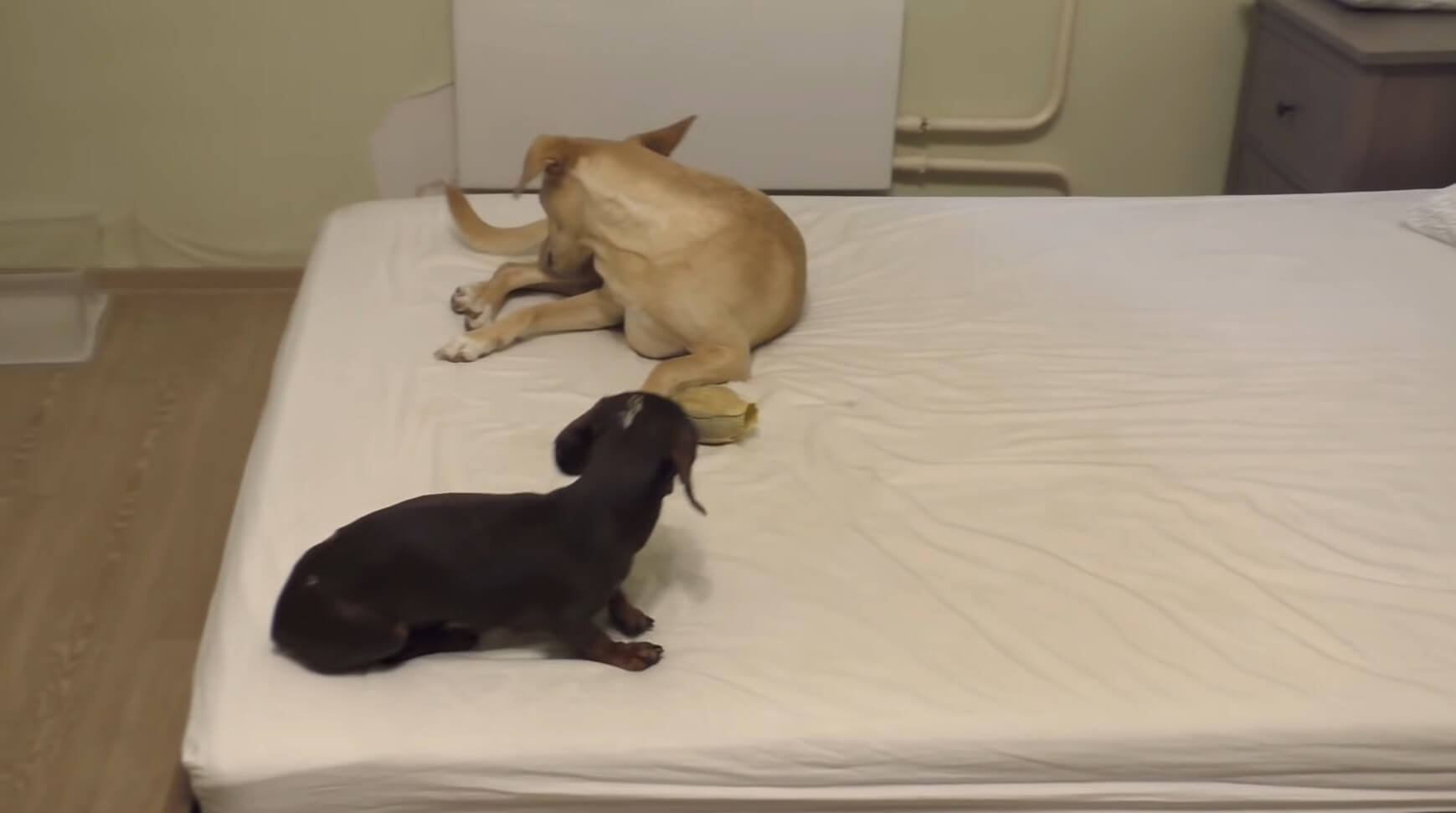 ダックスフンド,動画