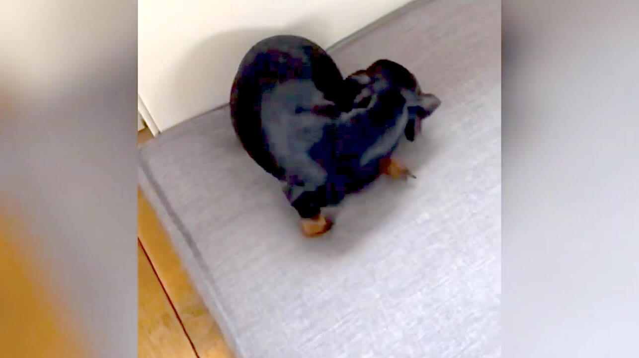 ダックスフンド,動画