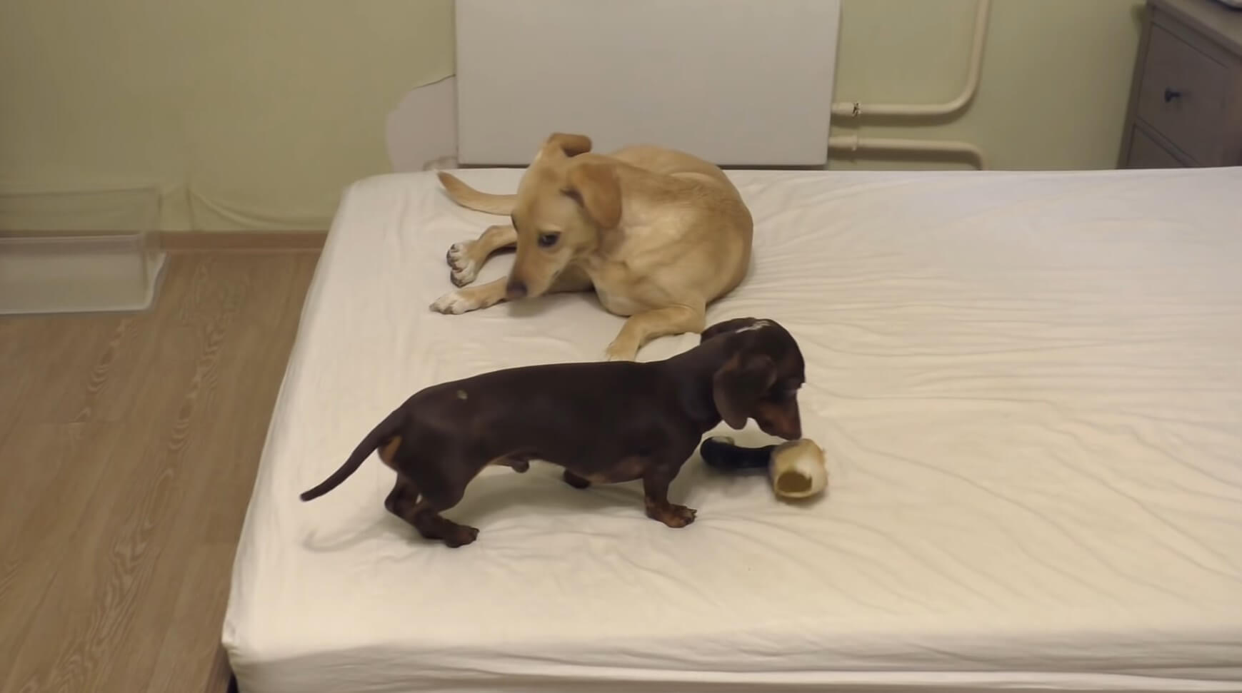 ダックスフンド,動画