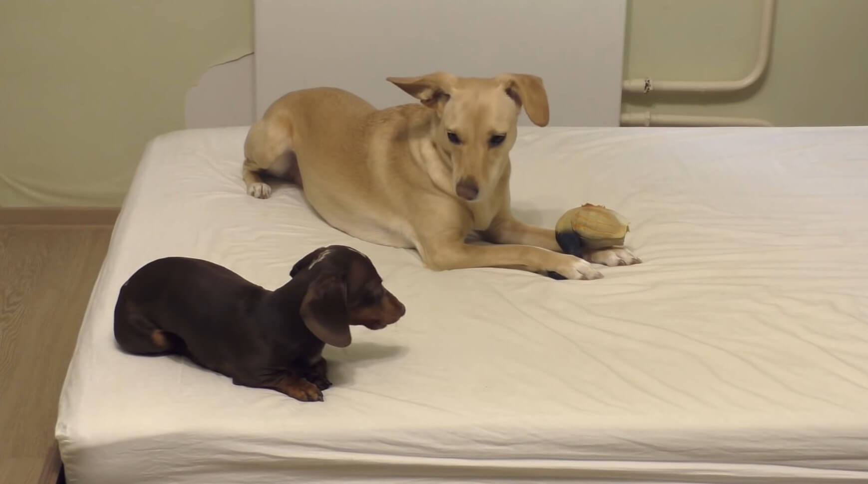 ダックスフンド,動画