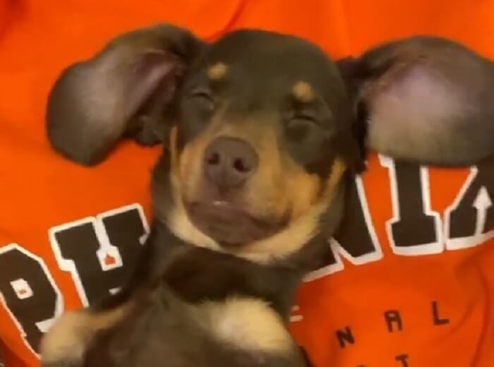 ダックスフンド,動画