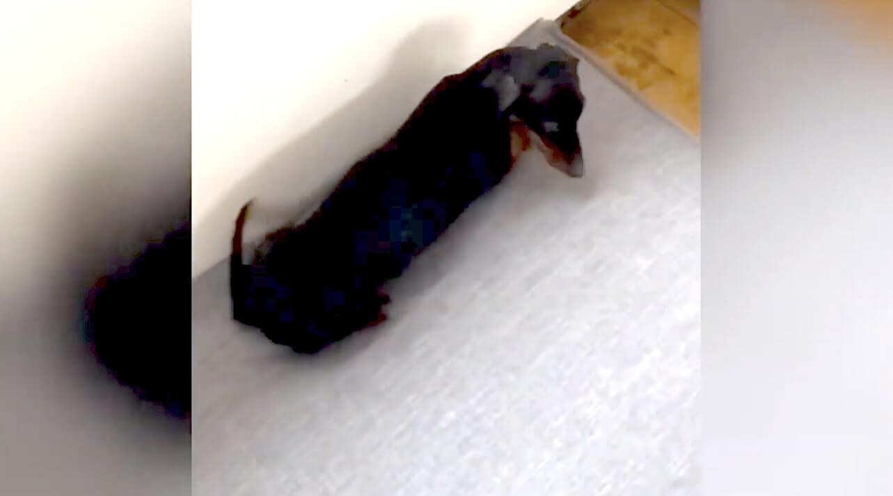 ダックスフンド,動画