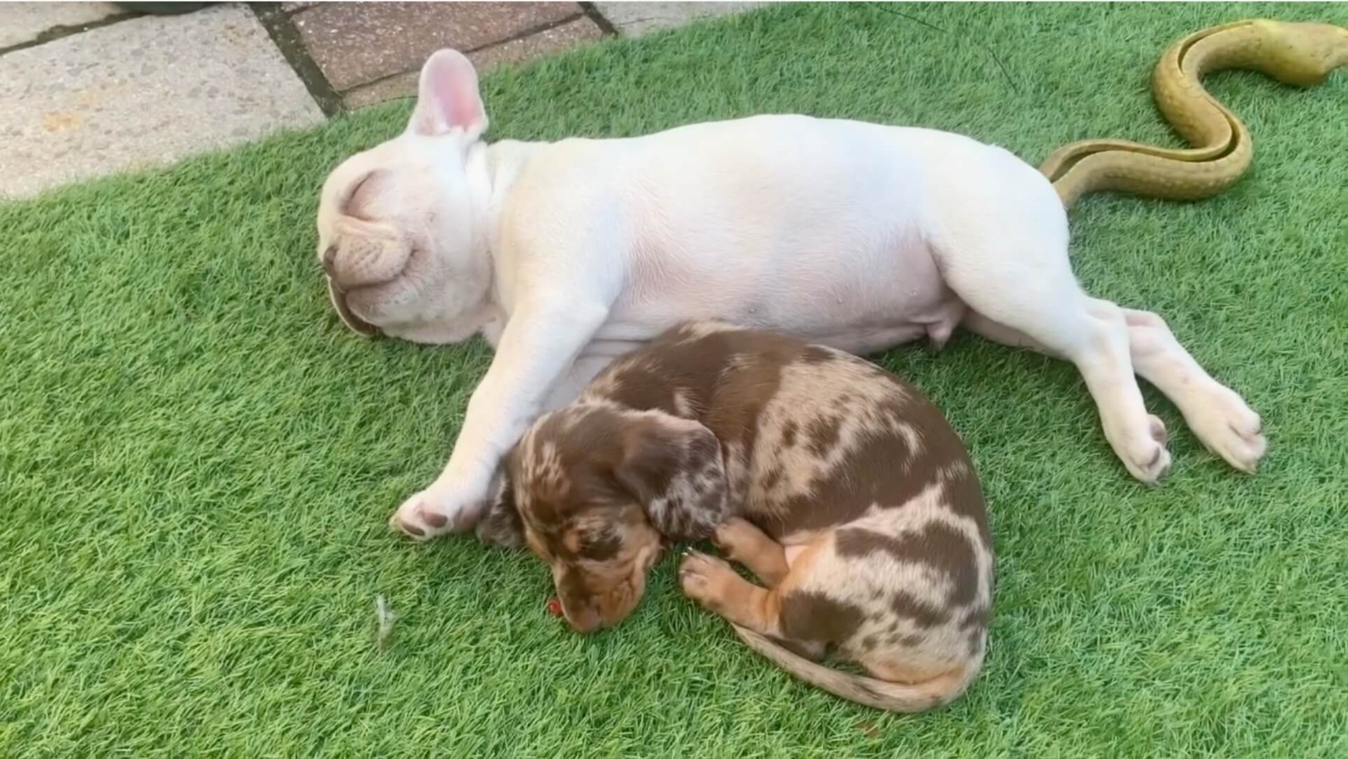 ダックスフンド,動画