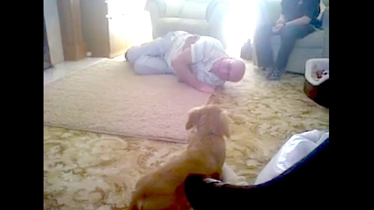 ダックスフンド,動画