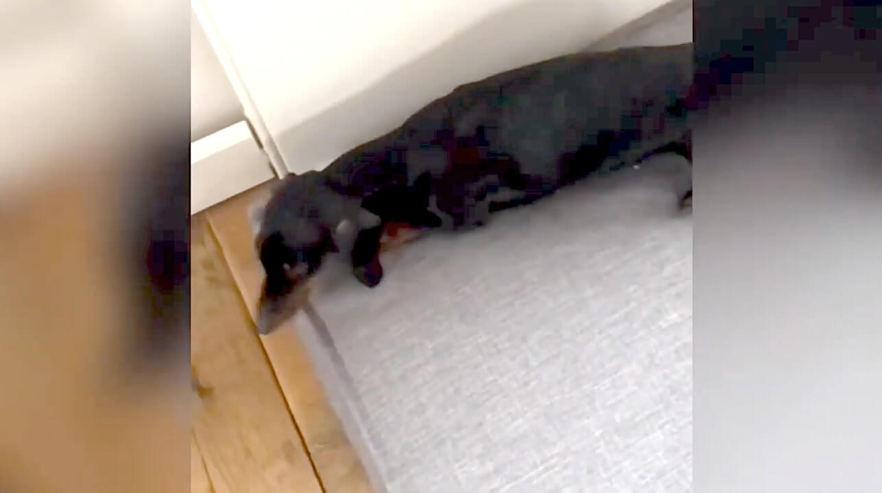 ダックスフンド,動画